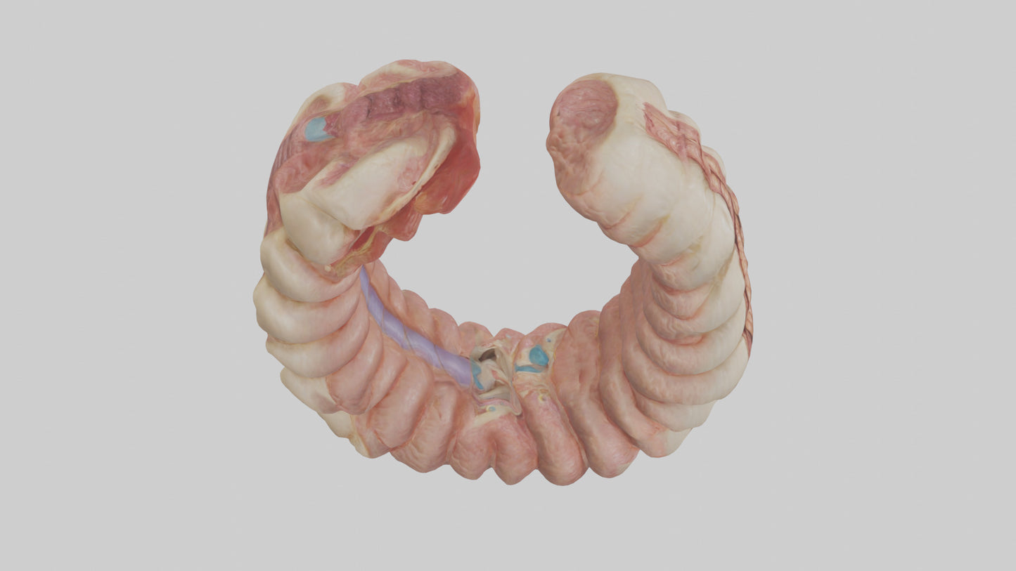 3D model Human Duodenum Model VR / AR / low-poly