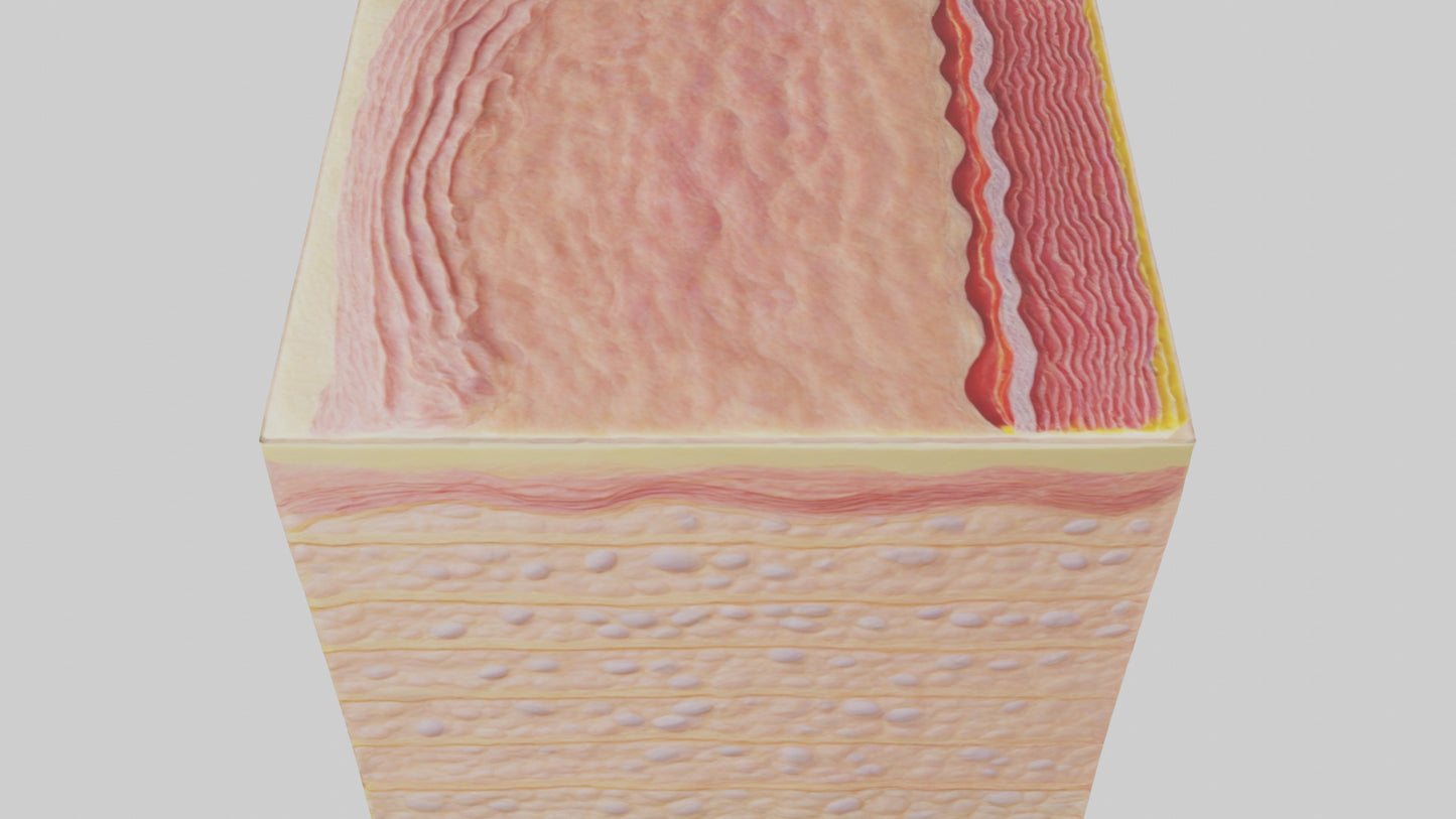 3D model Human Epidermis Model VR / AR / low-poly