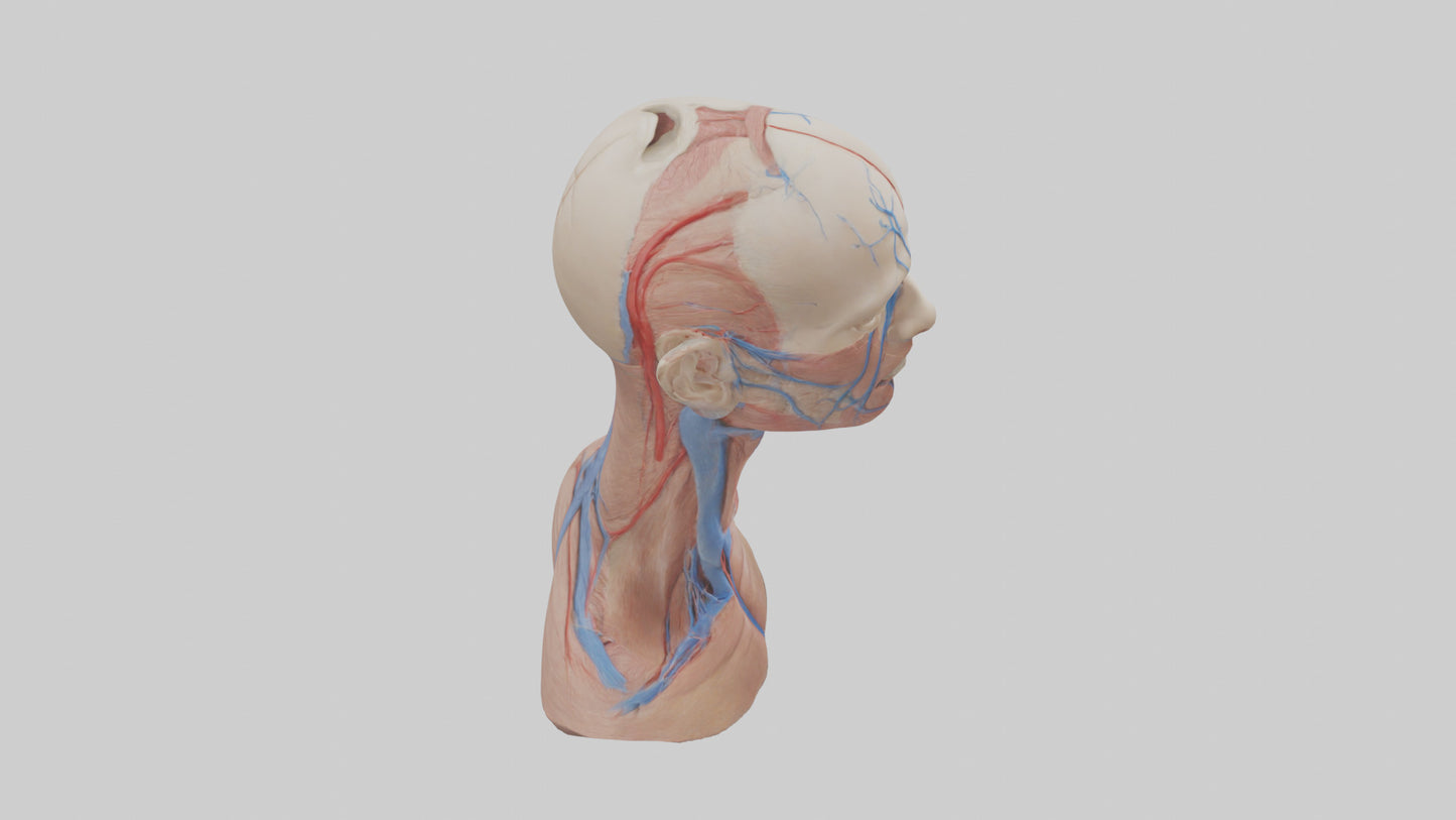 3D model Human External Jugular Vein Model VR / AR / low-poly