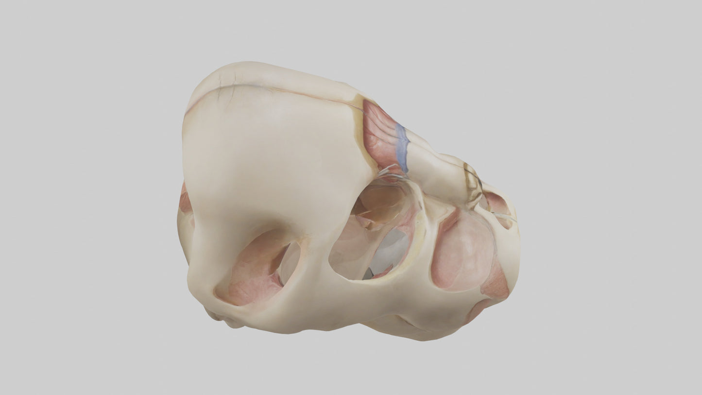 3D model Human Femoral Head Model VR / AR / low-poly