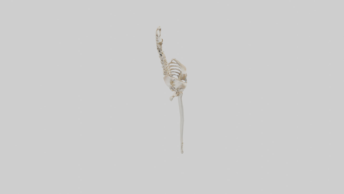 Human Femur Skeleton model VR / AR / low-poly