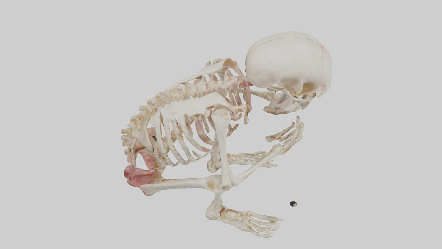 3D model Human Fetus Skeleton model VR / AR / low-poly