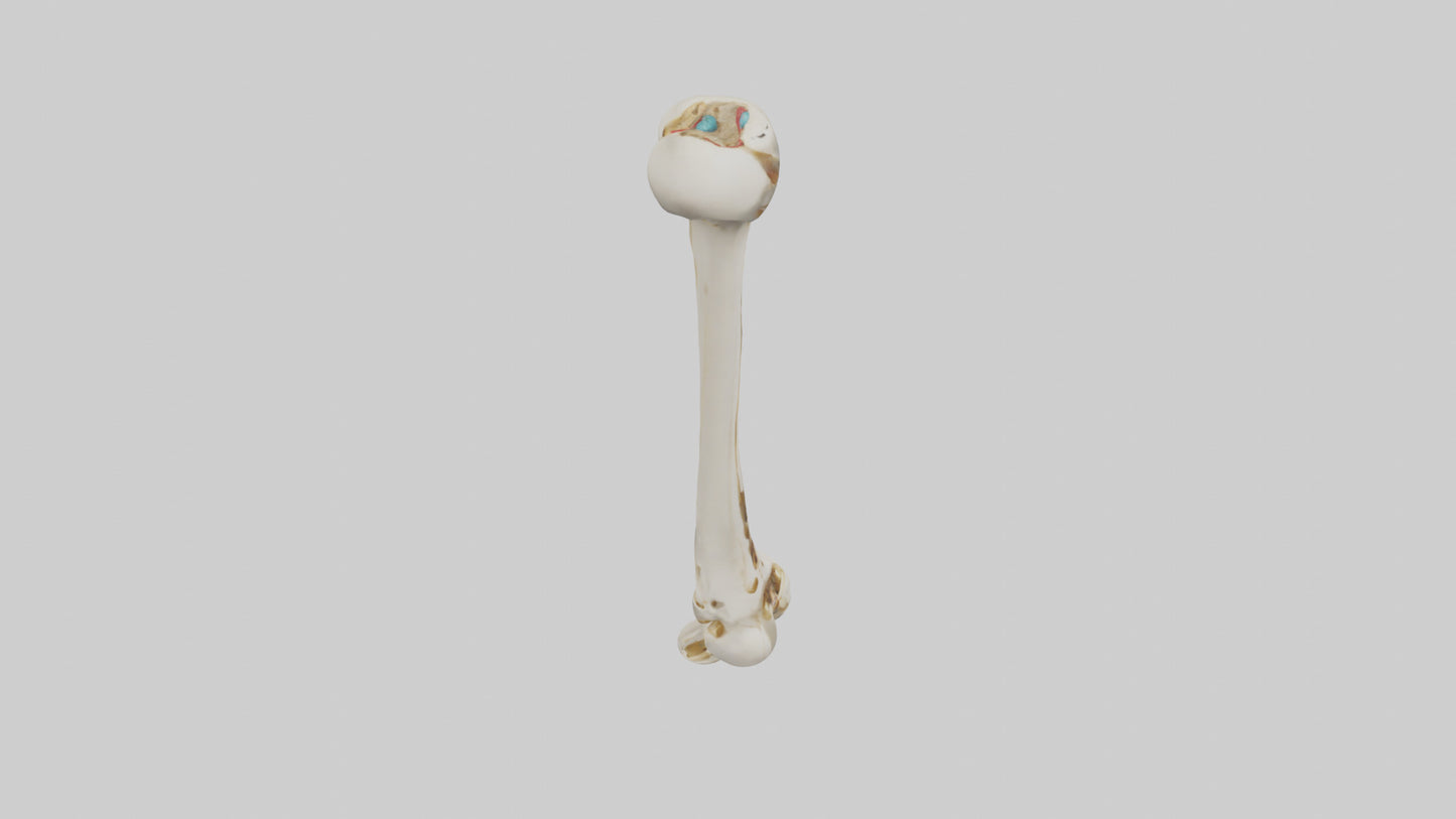 3D model Human Fibula Model VR / AR / low-poly