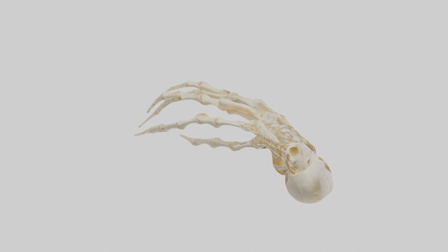 Human Finger Skeleton model VR / AR / low-poly