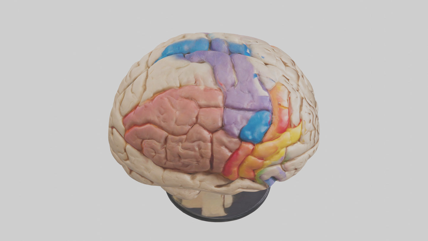 3D model Human Frontal Lobe Model VR / AR / low-poly