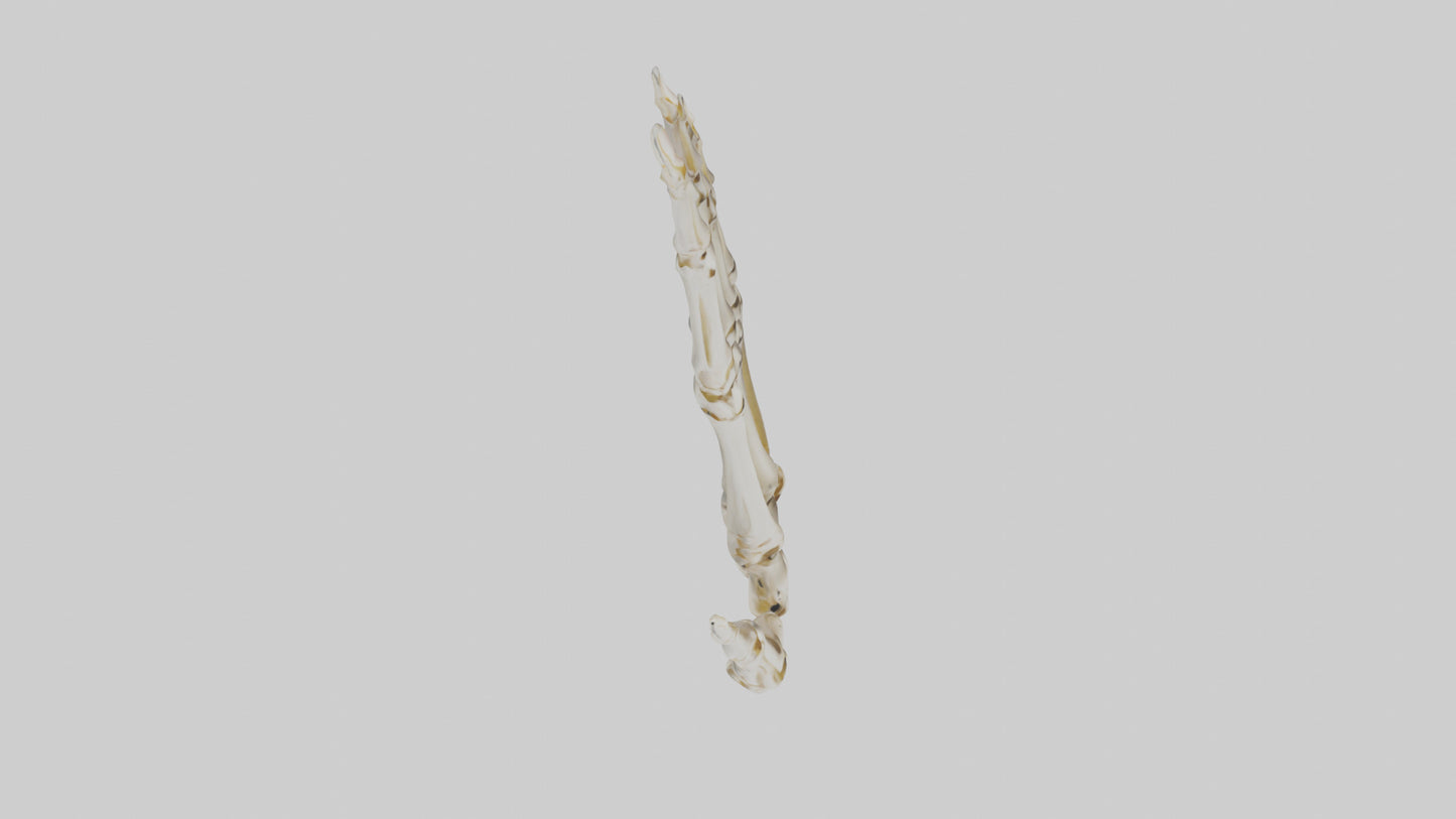 3D model Human Hand Skeleton model VR / AR / low-poly