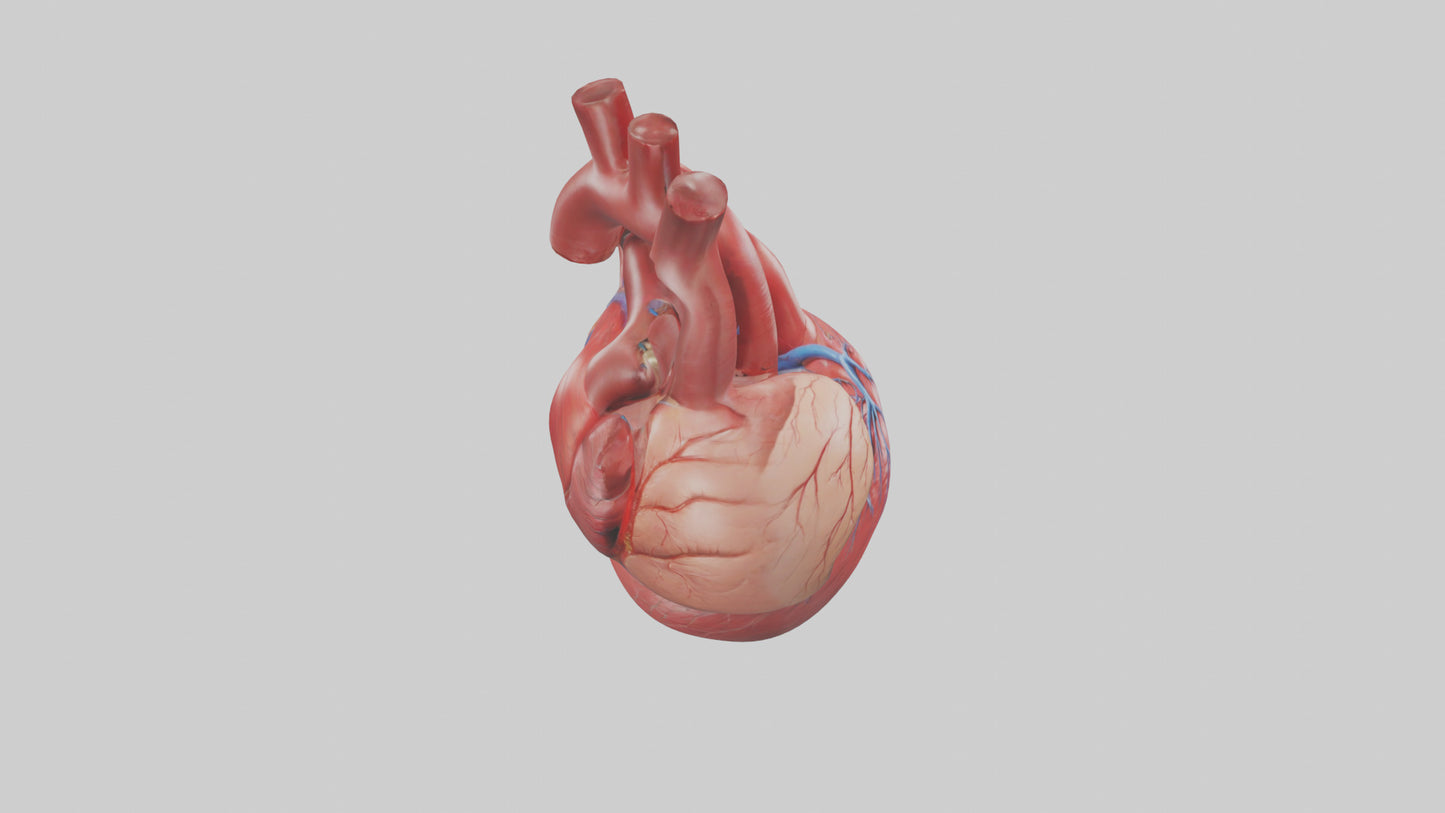 3D model Human Heart Model VR / AR / low-poly