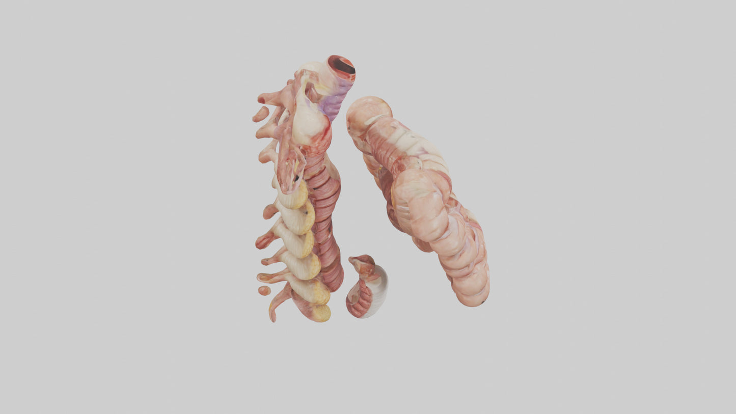 3D model Human Large Intestine Anatomy Model VR / AR / low-poly