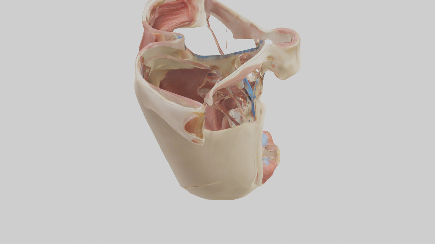 Human Larynx Model VR / AR / low-poly