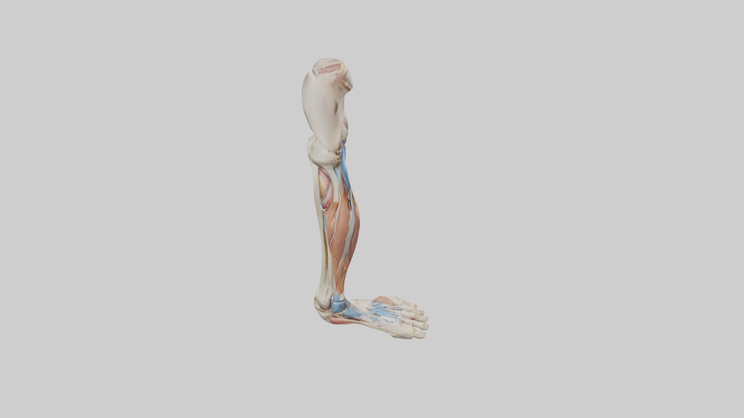 3D model Human Leg Anatomy Model VR / AR / low-poly