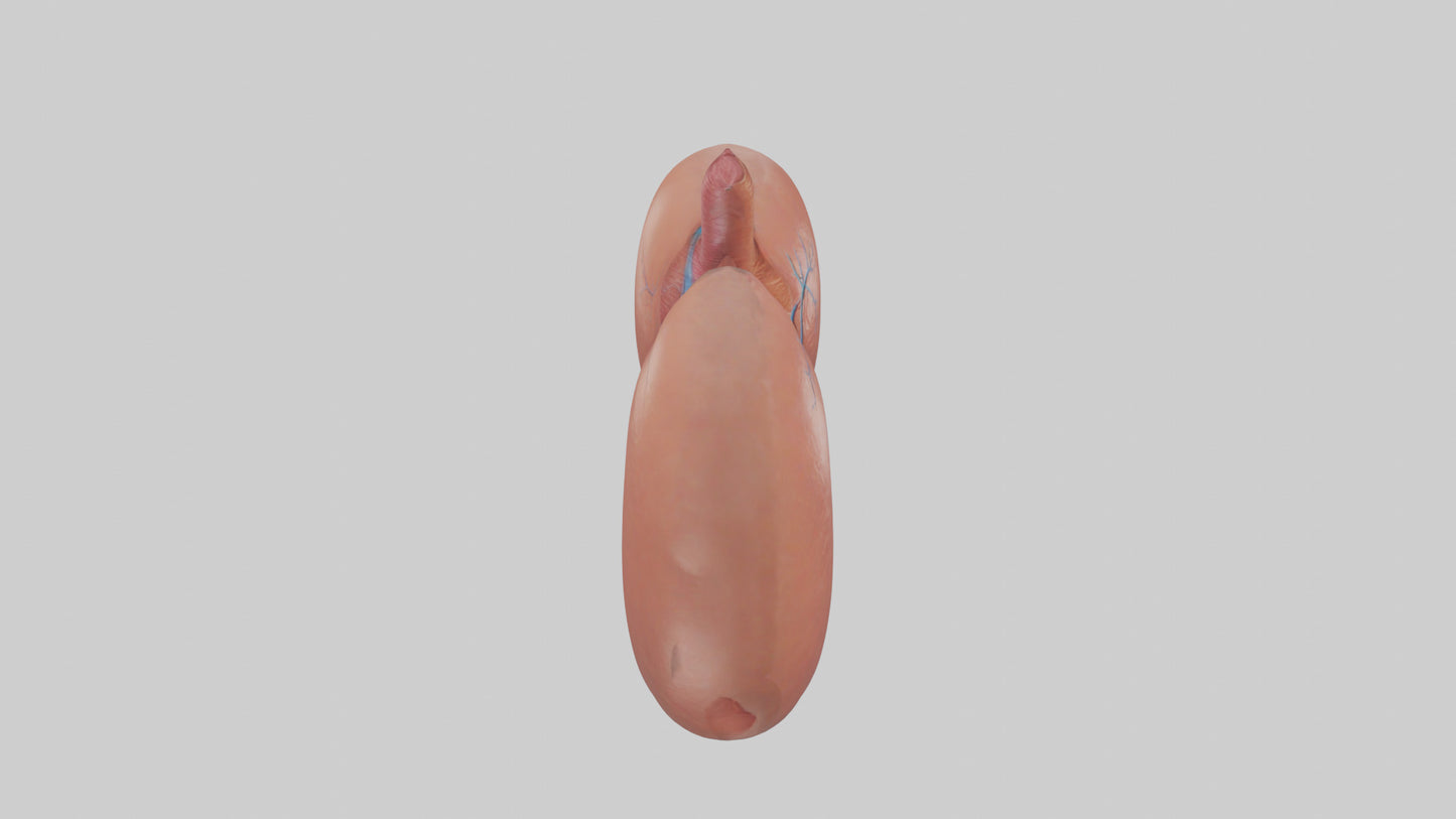 3D model Human Liver Model VR / AR / low-poly