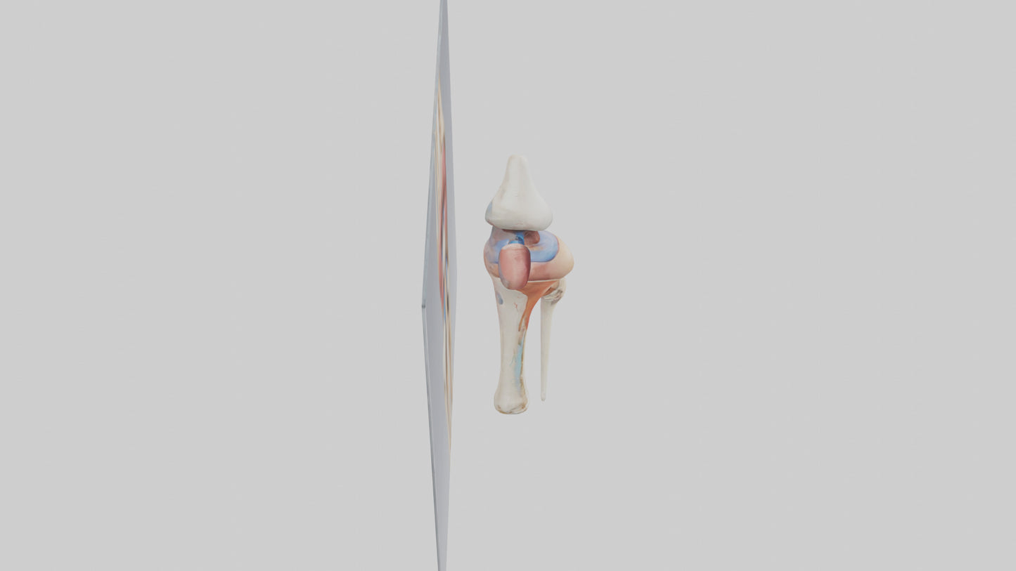 3D model Human Medial Collateral Ligament Model VR / AR / low-poly