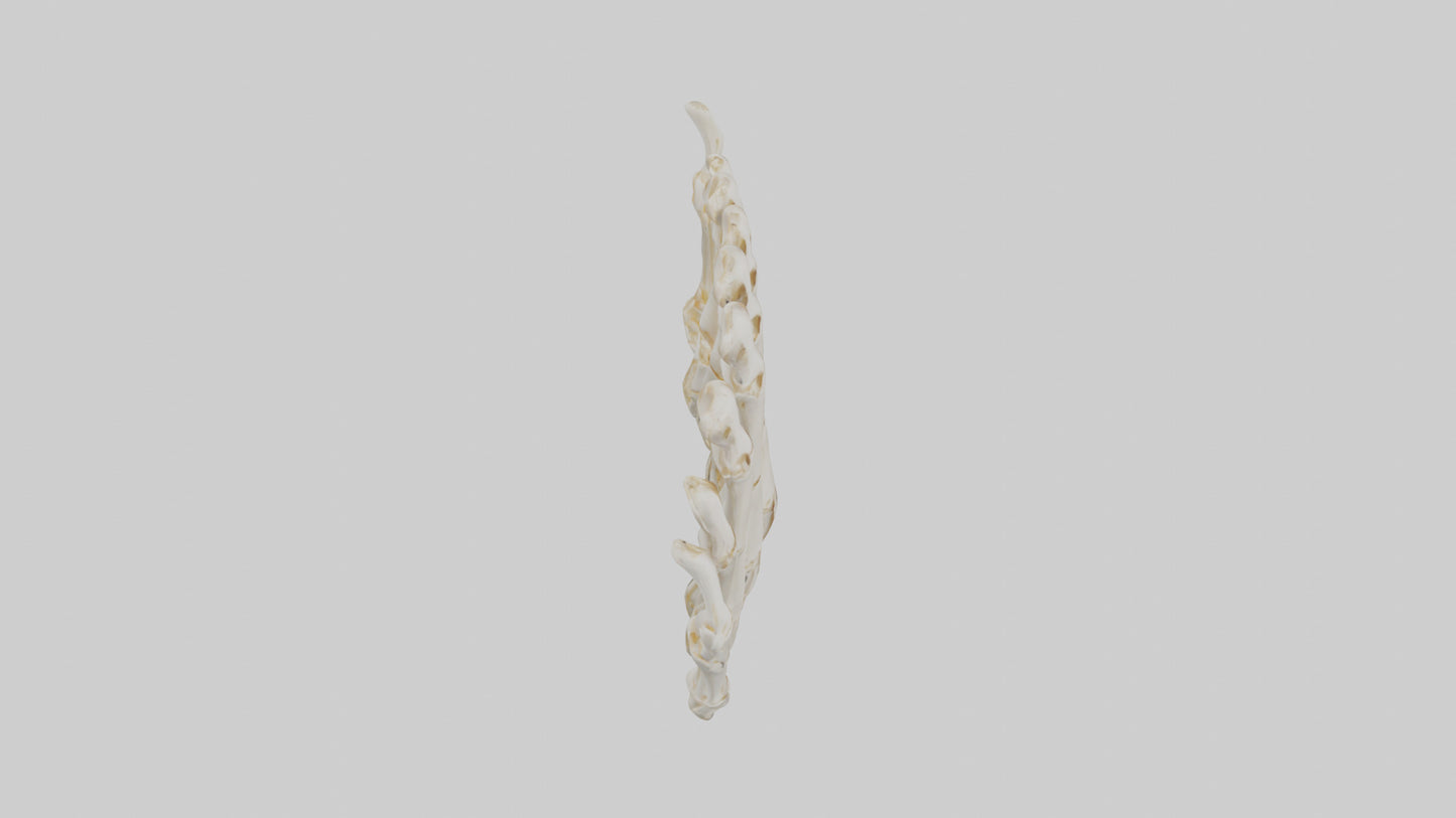 3D model Human Metacarpals Model VR / AR / low-poly