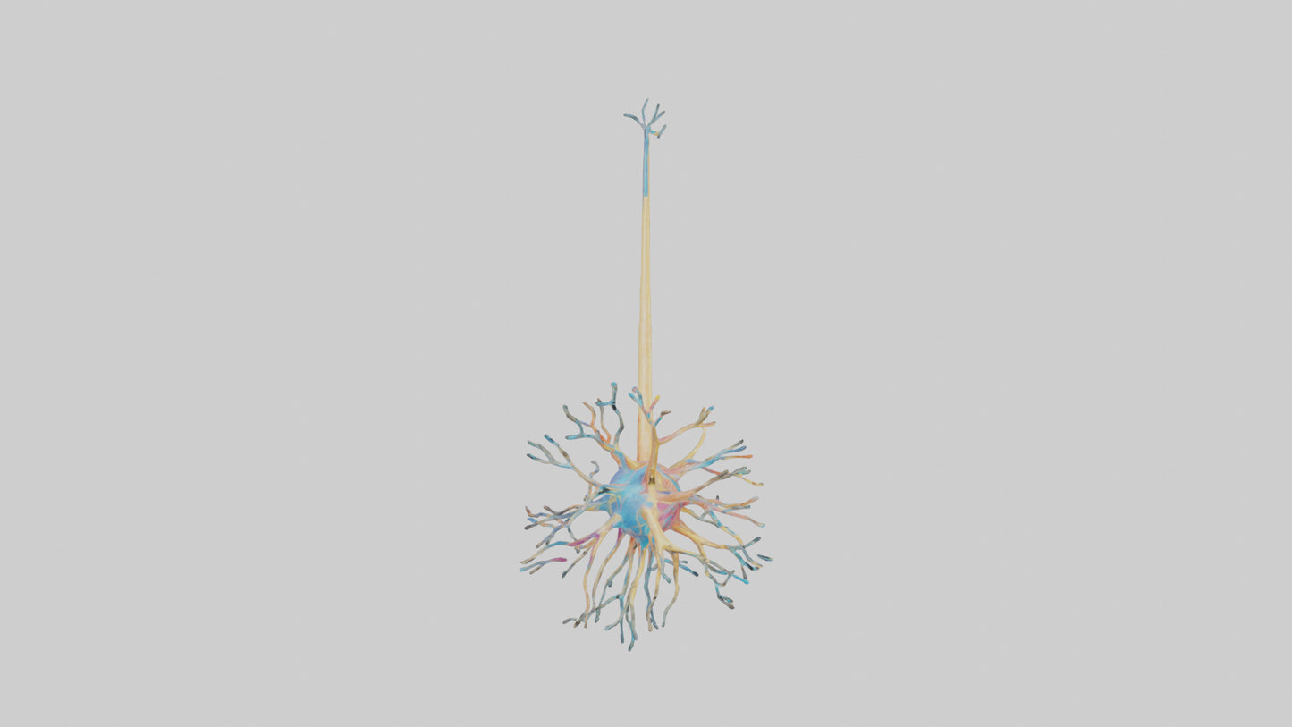 3D model Human Nerve Cells Model VR / AR / low-poly