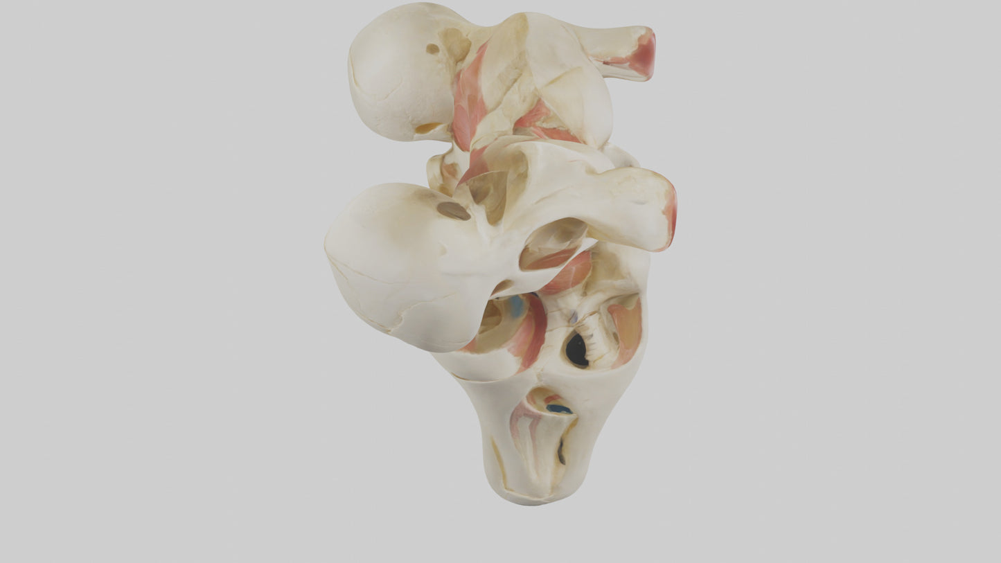 3D model Human Patella Skeleton model VR / AR / low-poly