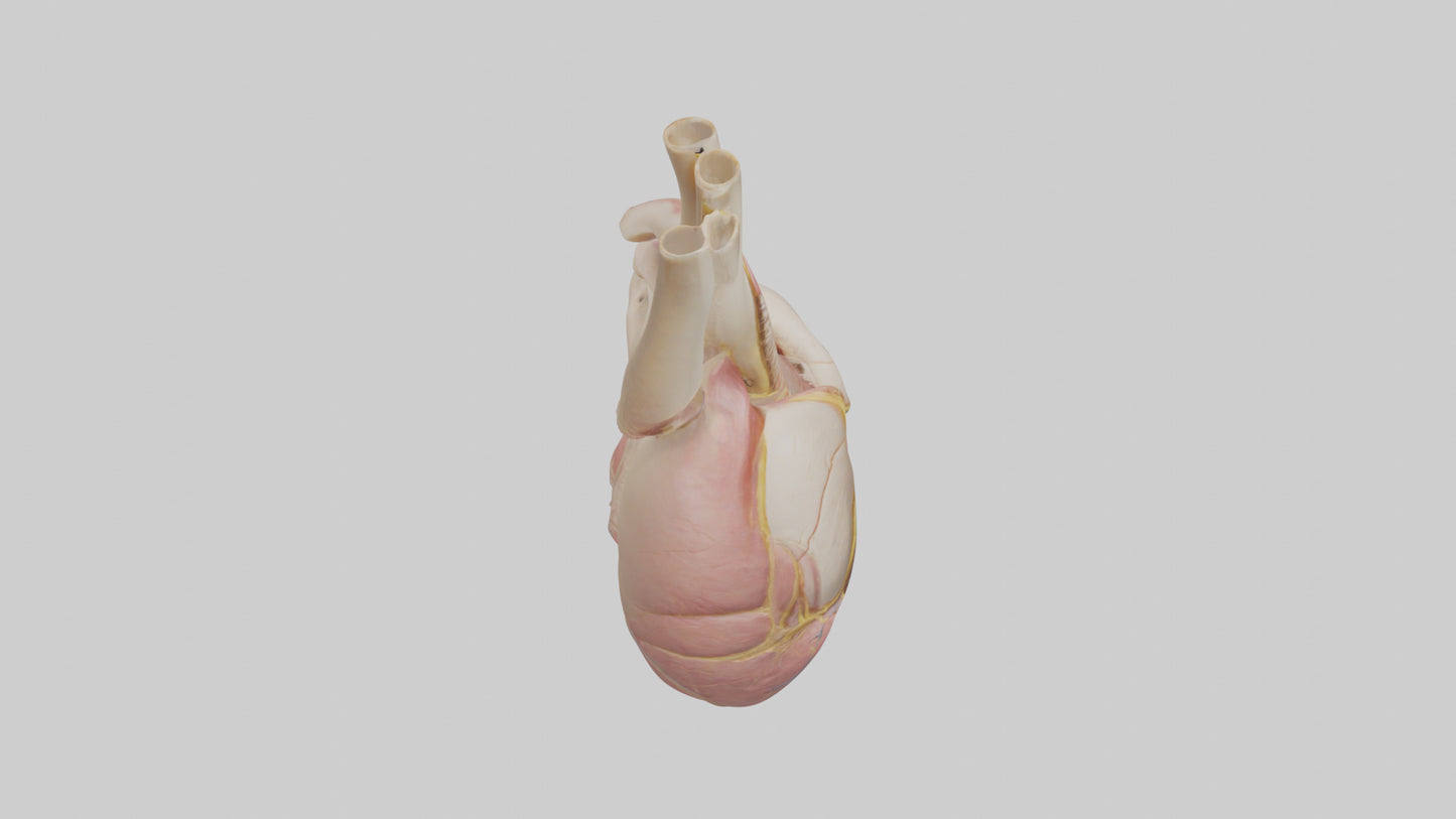 Human Pericardium Model VR / AR / low-poly