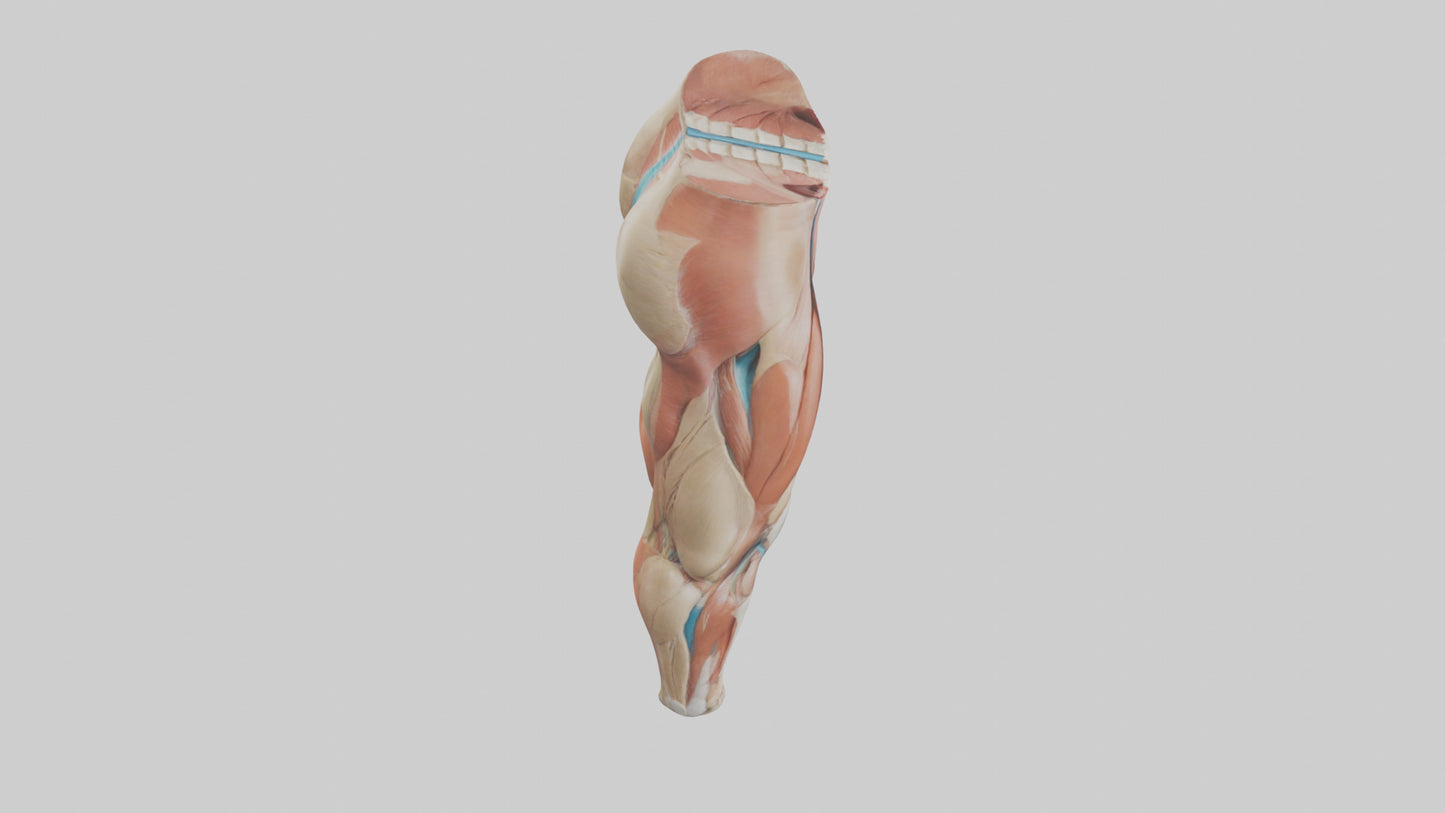 3D model Human Quadriceps Anatomy Model VR / AR / low-poly