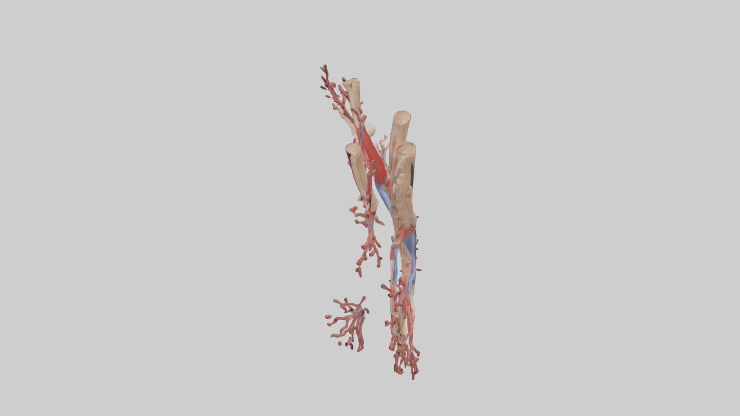 3D model Human Radial Artery Model VR / AR / low-poly