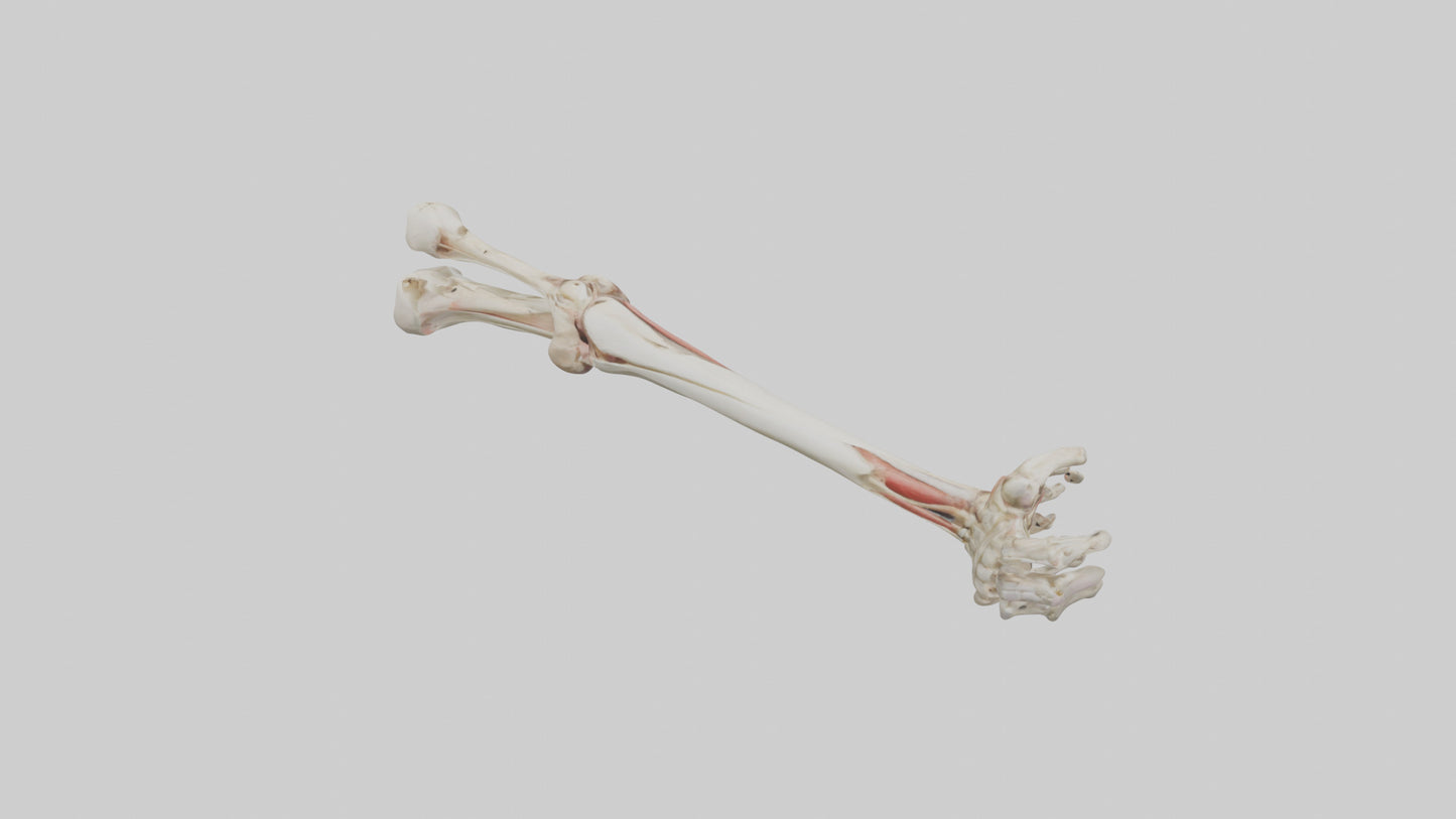 Human Radius and Ulna Model VR / AR / low-poly