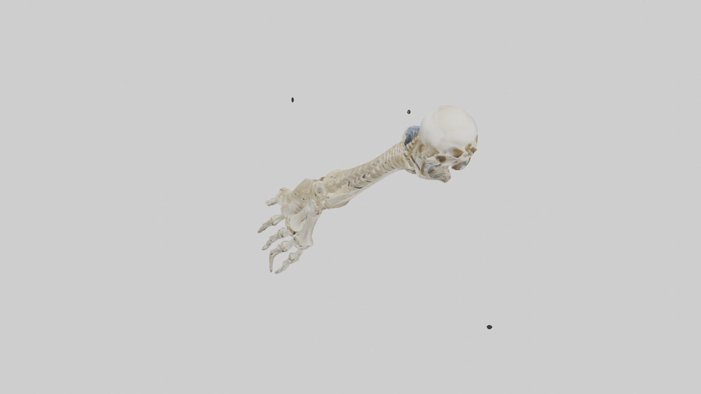 Human Radius Skeleton model VR / AR / low-poly