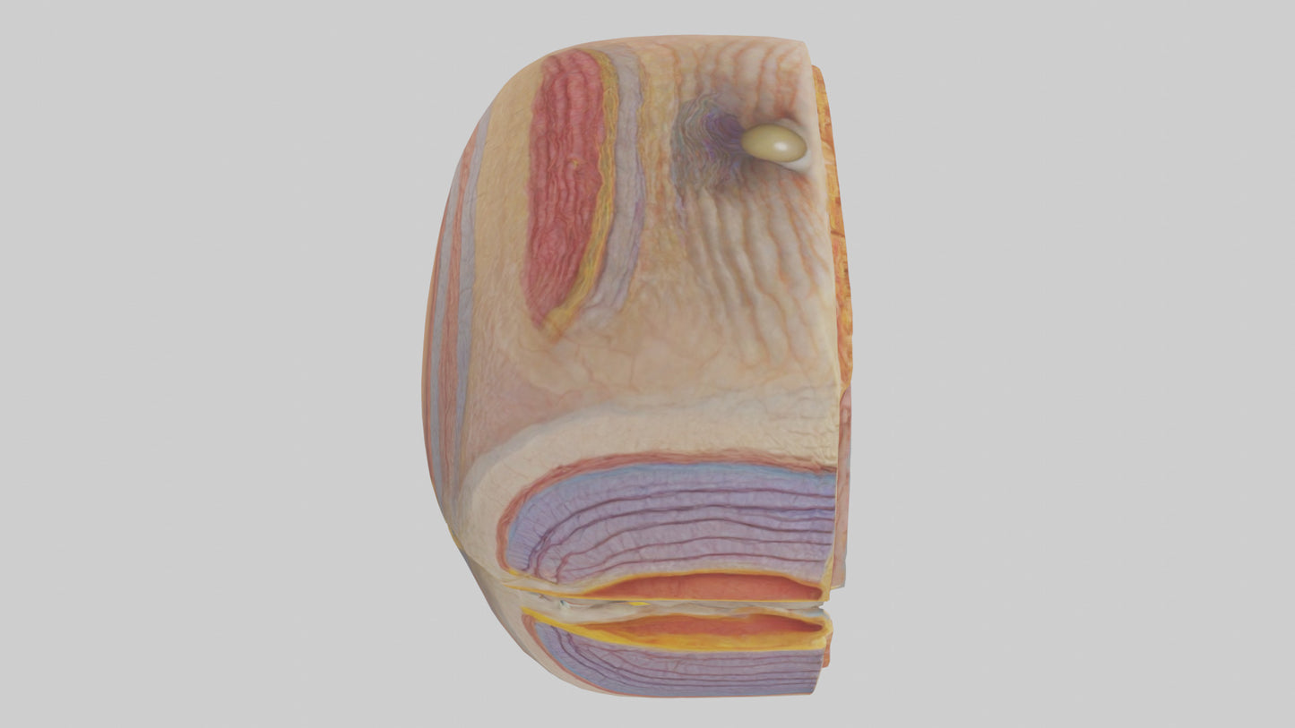 3D model Human Retinal Layers Model VR / AR / low-poly