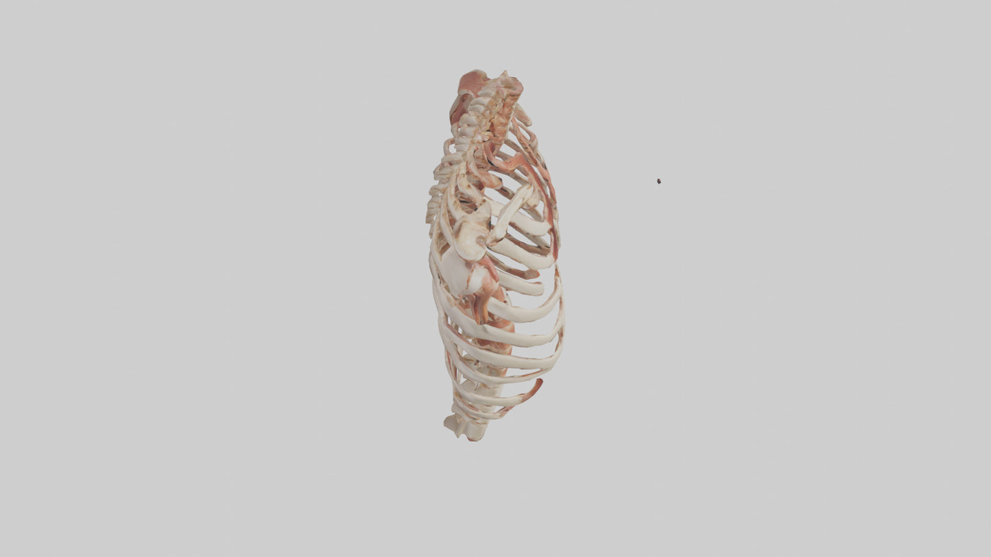3D model Human Ribs Model VR / AR / low-poly