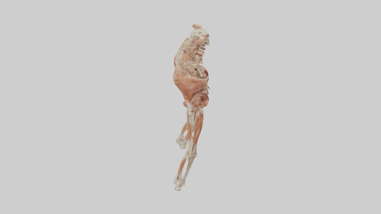 Human Sartorius Muscle Model VR / AR / low-poly