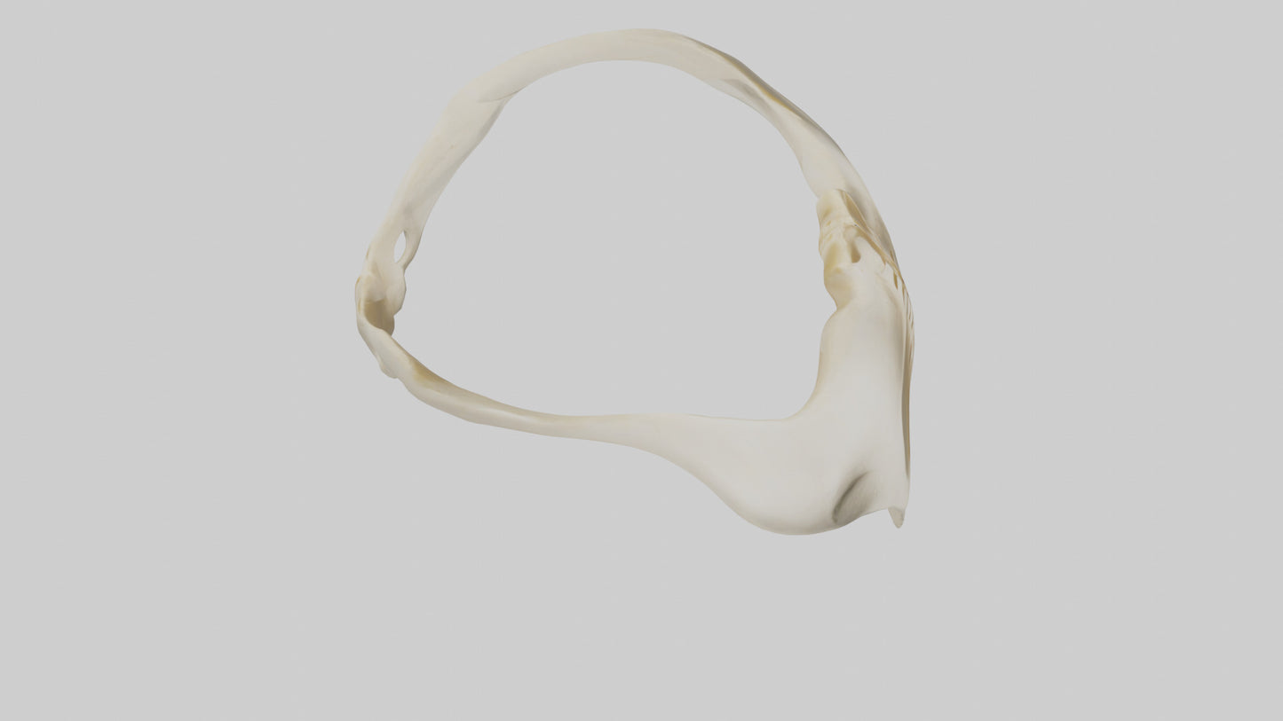 Human Scapula Model VR / AR / low-poly