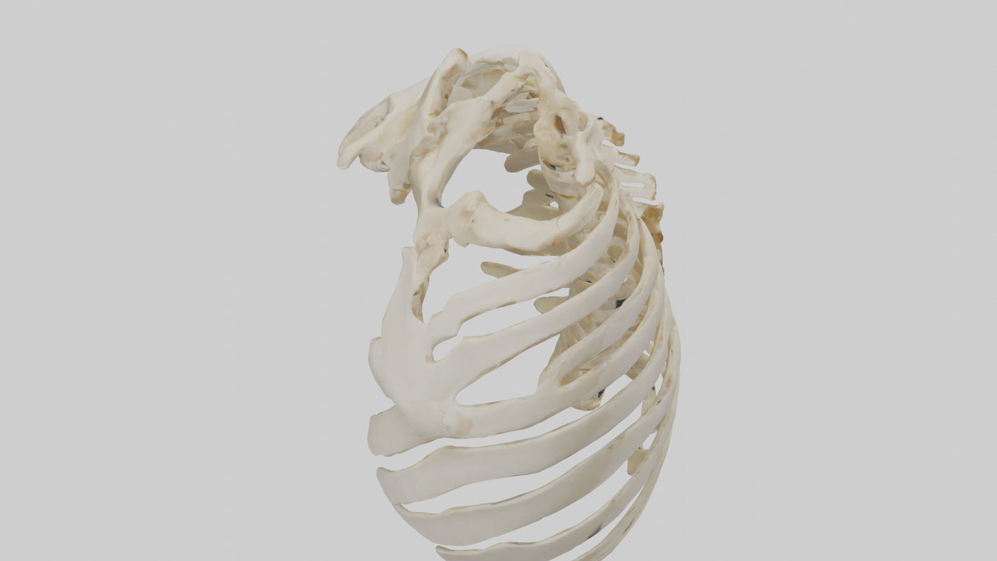 3D model Human Scapula Skeleton model VR / AR / low-poly