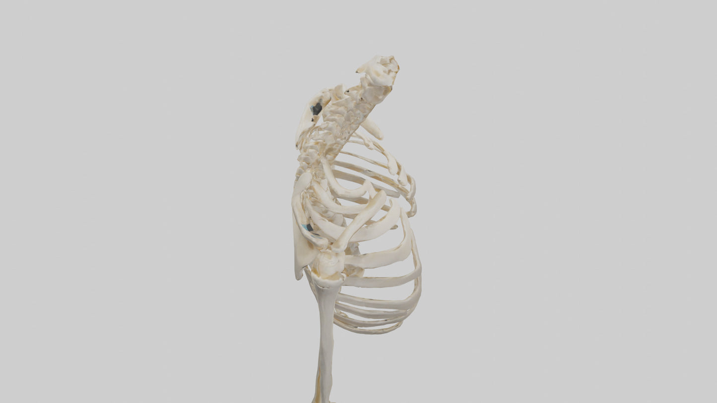 3D model Human Shoulder Skeleton model VR / AR / low-poly