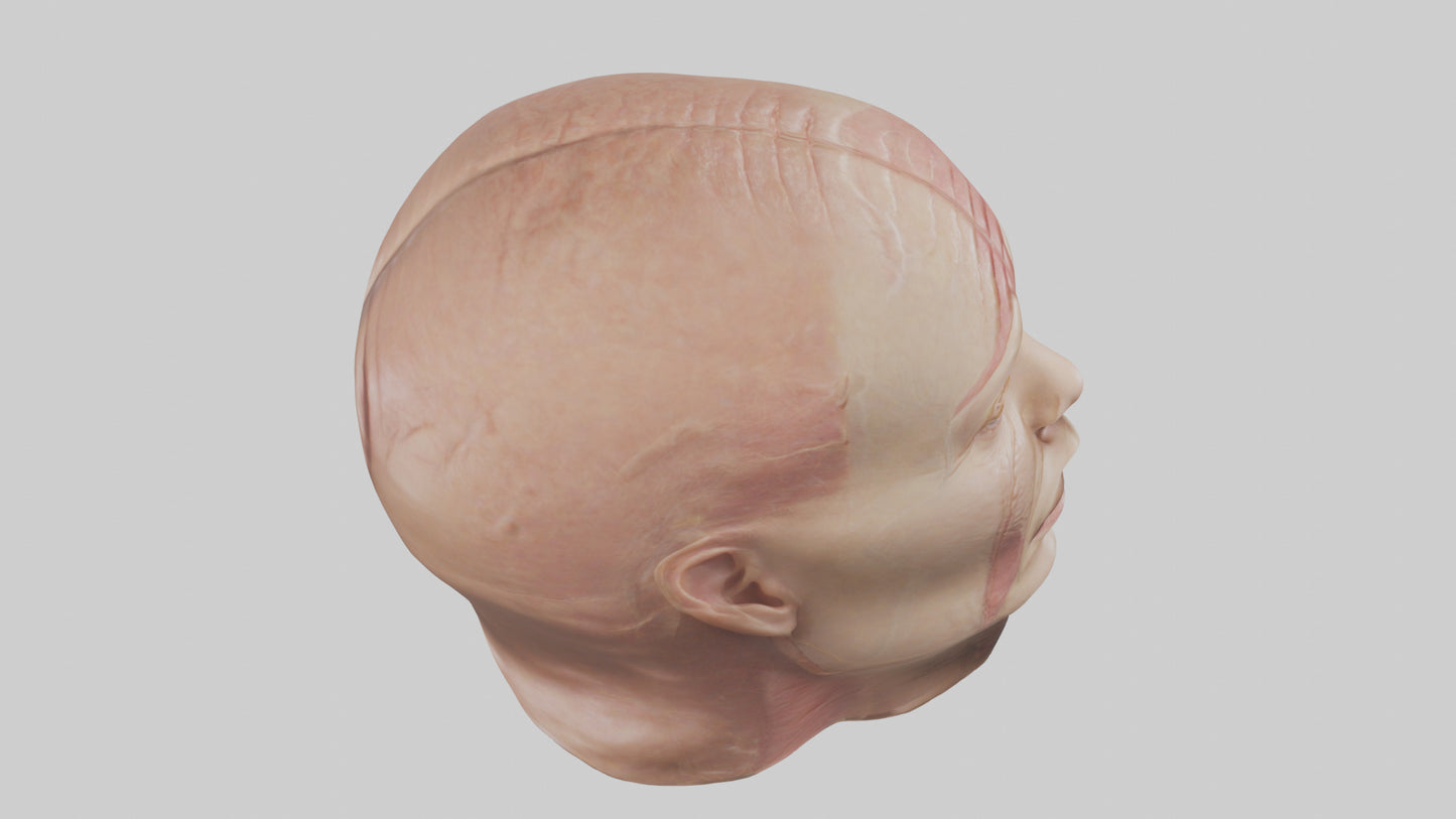 3D model Human Skin Model VR / AR / low-poly