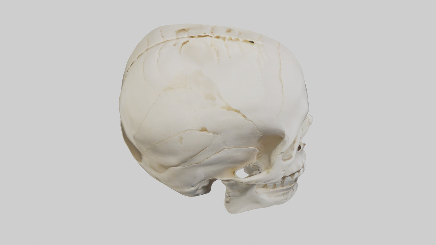 Human Skull Skeleton model VR / AR / low-poly