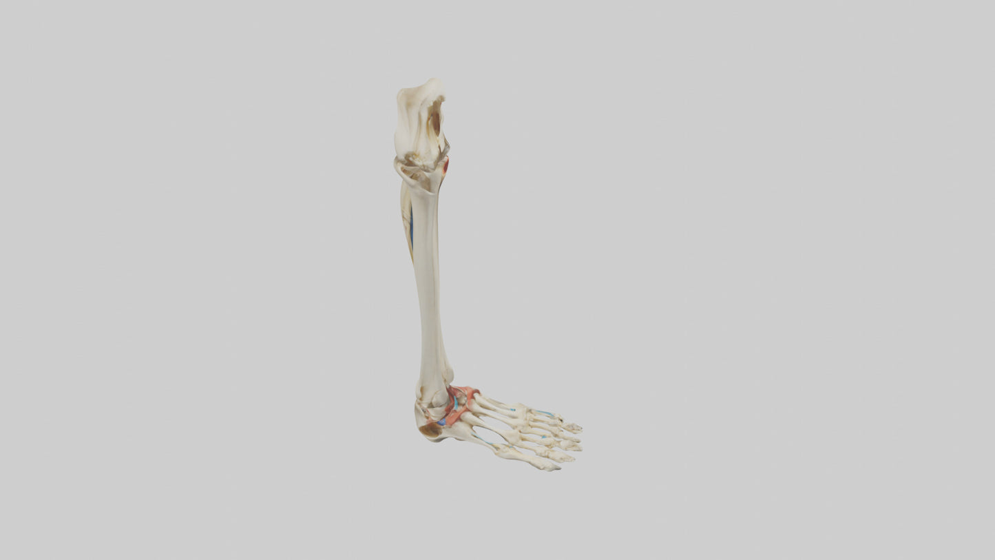 3D model Human Tibia and Fibula Model VR / AR / low-poly