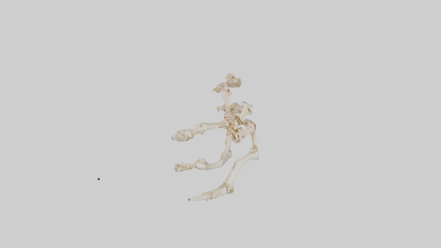Human Toe Skeleton model VR / AR / low-poly