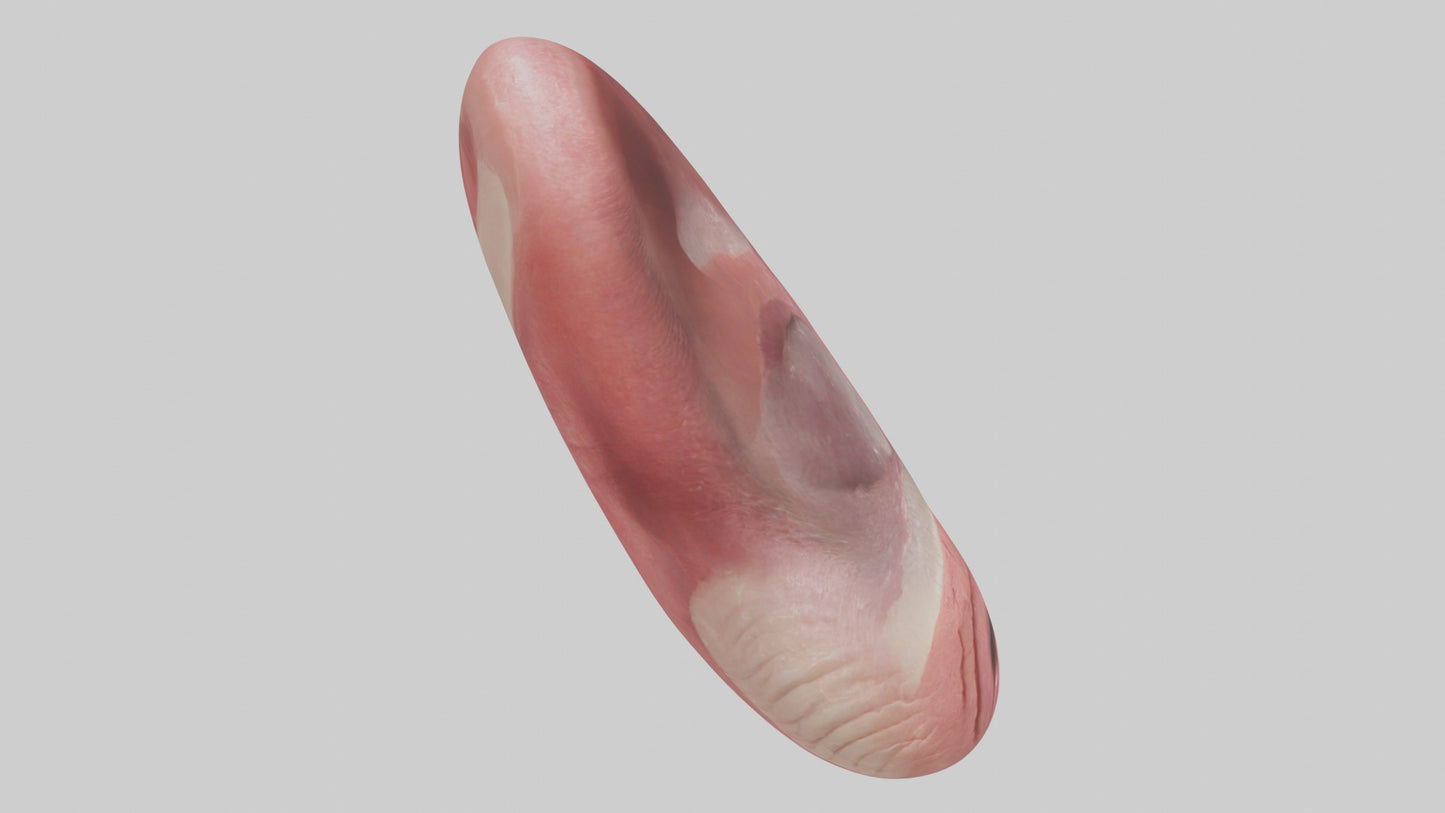 3D model Human Tongue Model VR / AR / low-poly