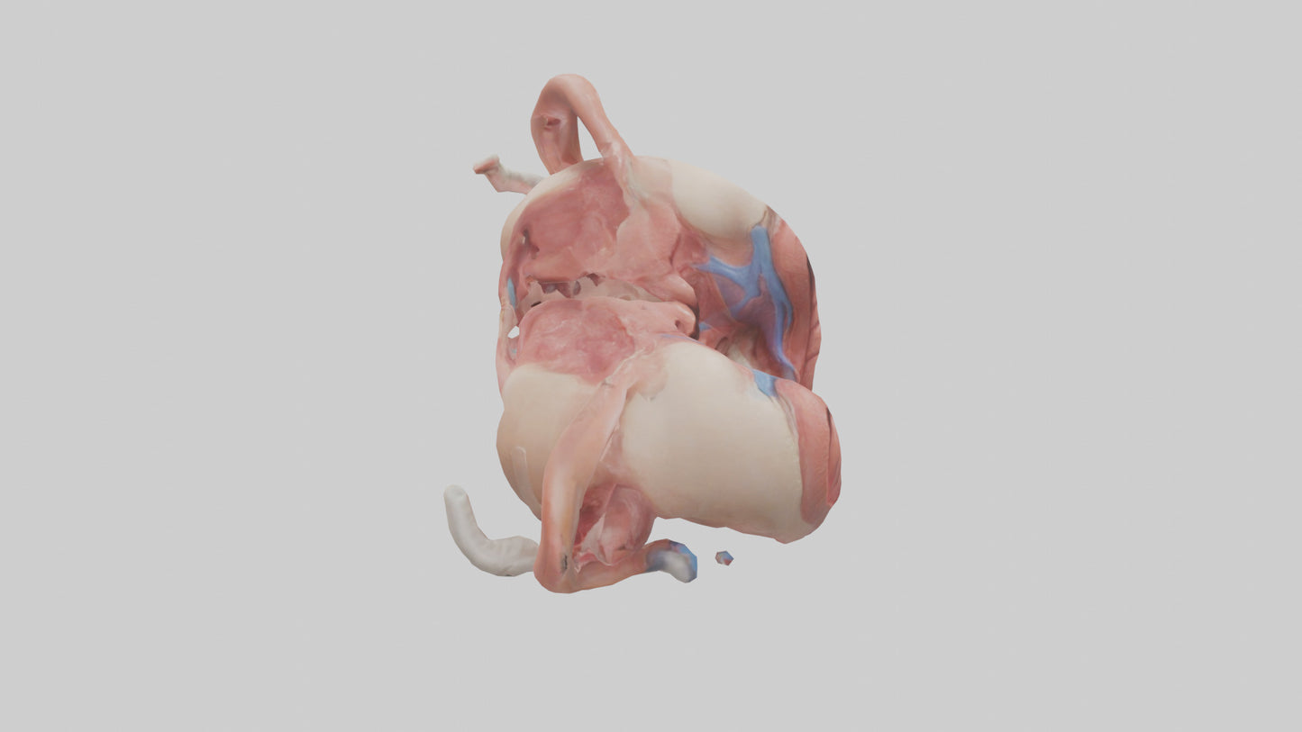 3D model Human Uterus Model 2 VR / AR / low-poly