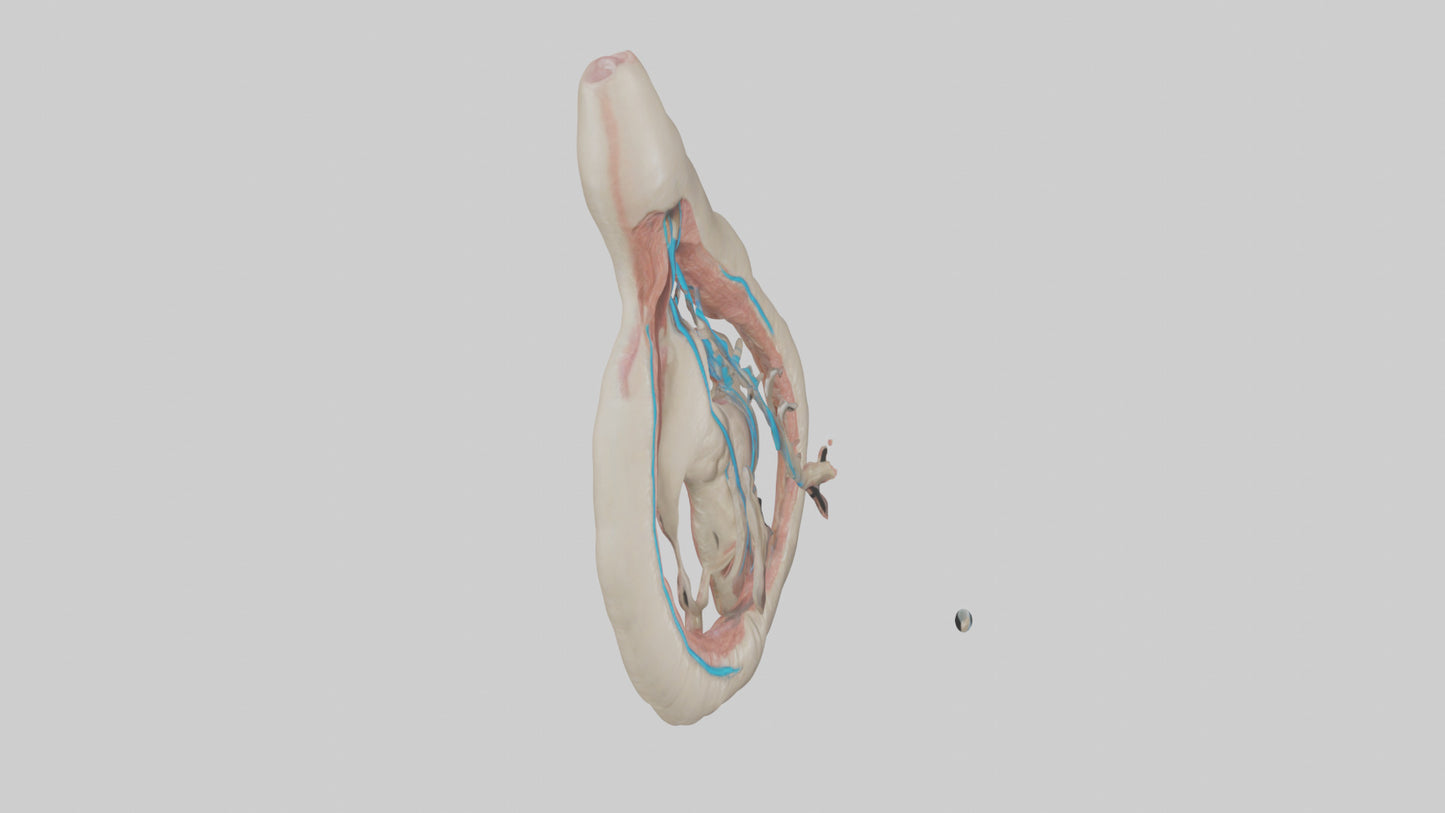 Human Vas Deferens Model VR / AR / low-poly