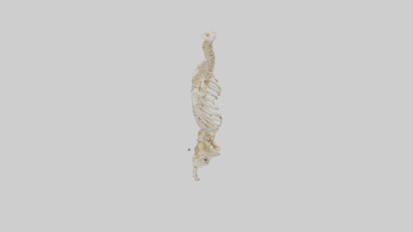 3D model Human Vertebral Column Skeleton model VR / AR / low-poly