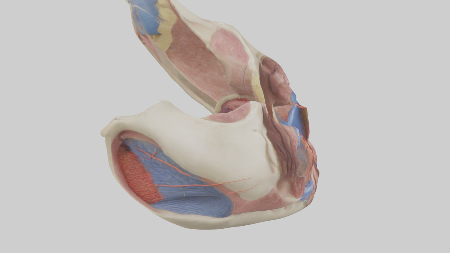 3D model Human Vocal Cords Model VR / AR / low-poly