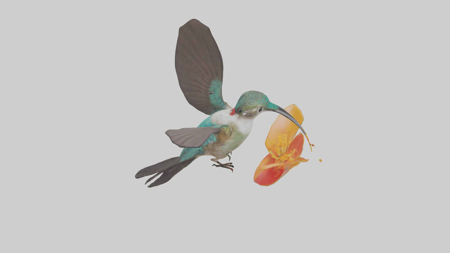 3D model Hummingbird feeding on nectar model VR / AR / low-poly
