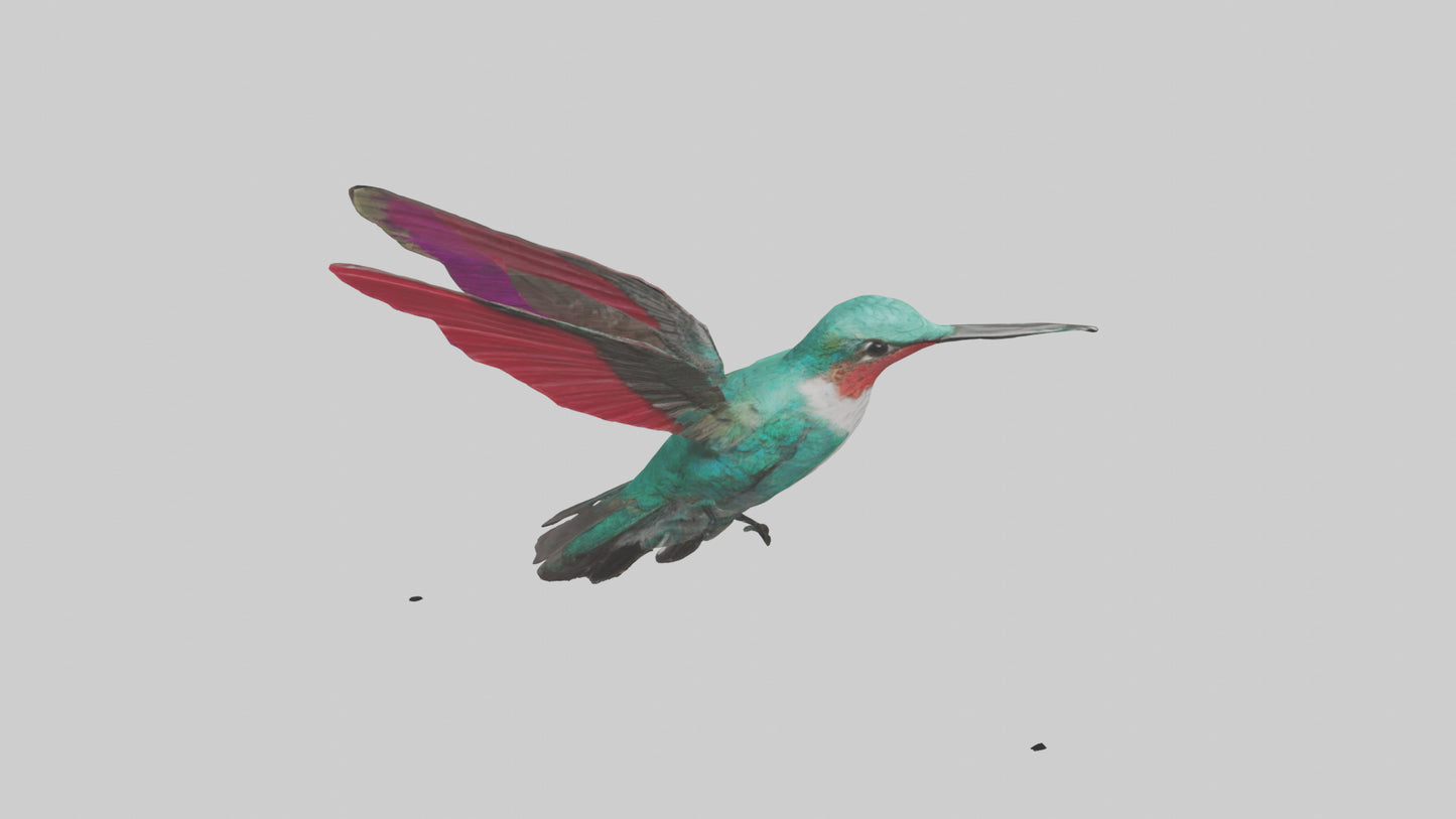 3D model Hummingbird hovering model VR / AR / low-poly