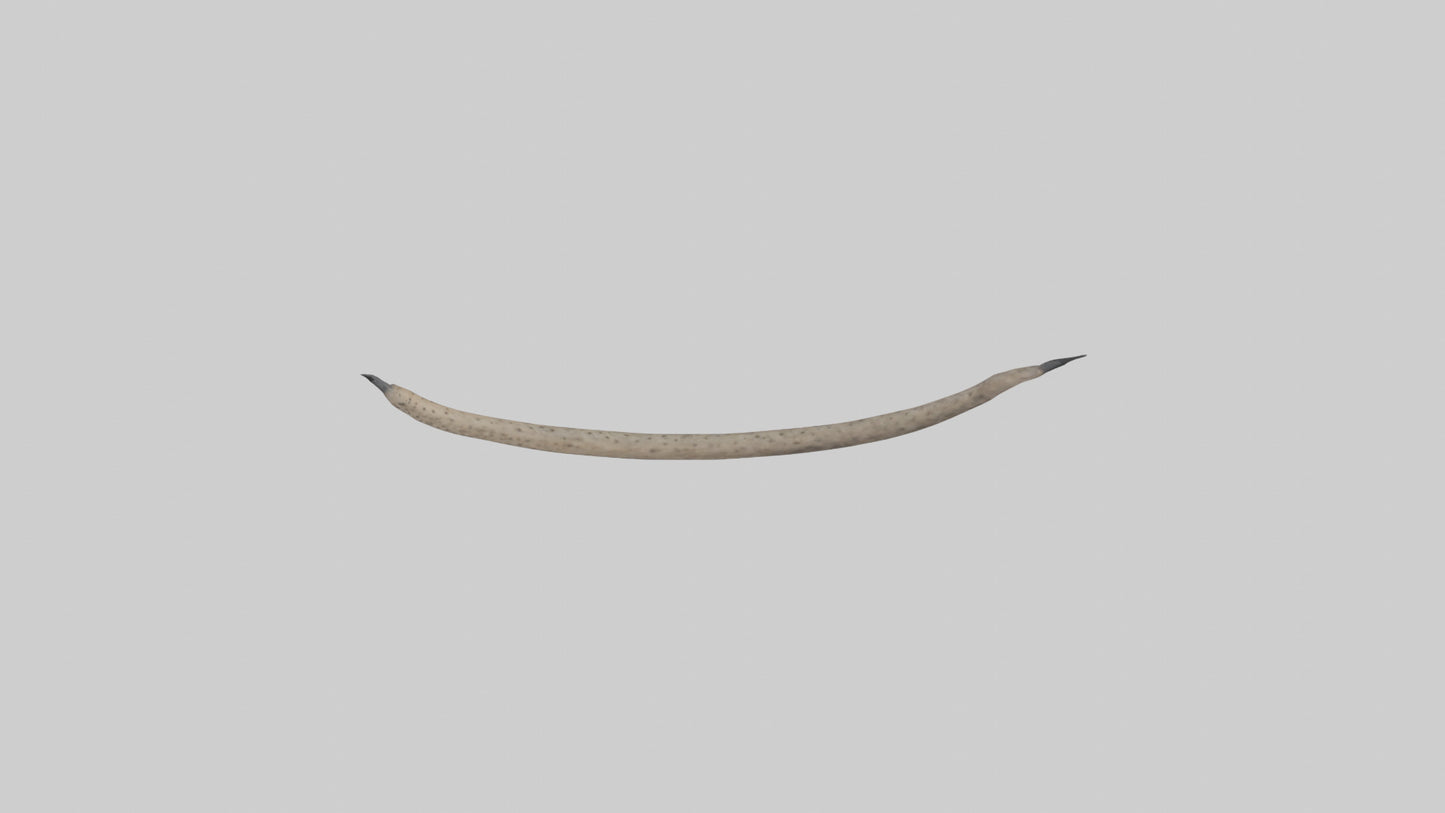 3D model Hyena Tail Model VR / AR / low-poly
