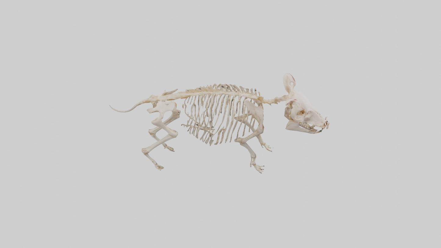 3D model ig Skeleton model VR / AR / low-poly