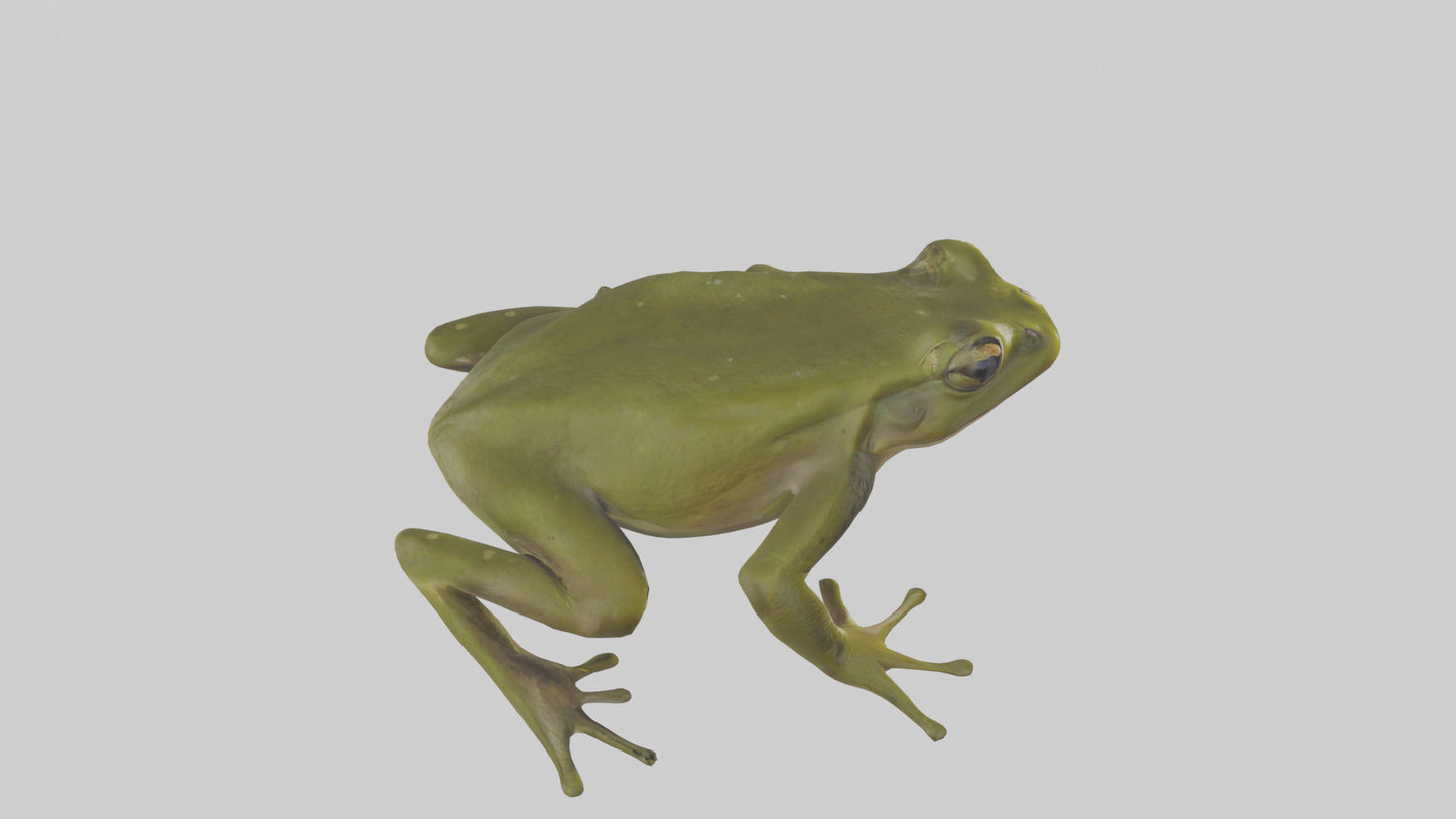 Indian Bullfrog croaking model VR / AR / low-poly