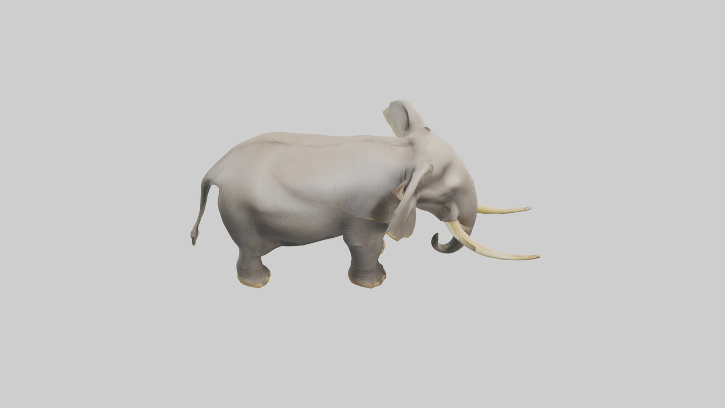 Indian Elephant grazing model VR / AR / low-poly
