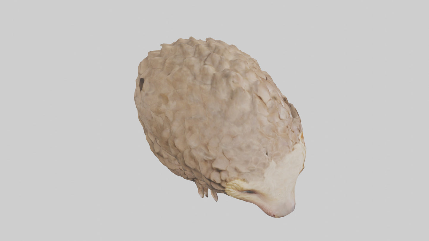 3D model Indian Pangolin curled up model VR / AR / low-poly