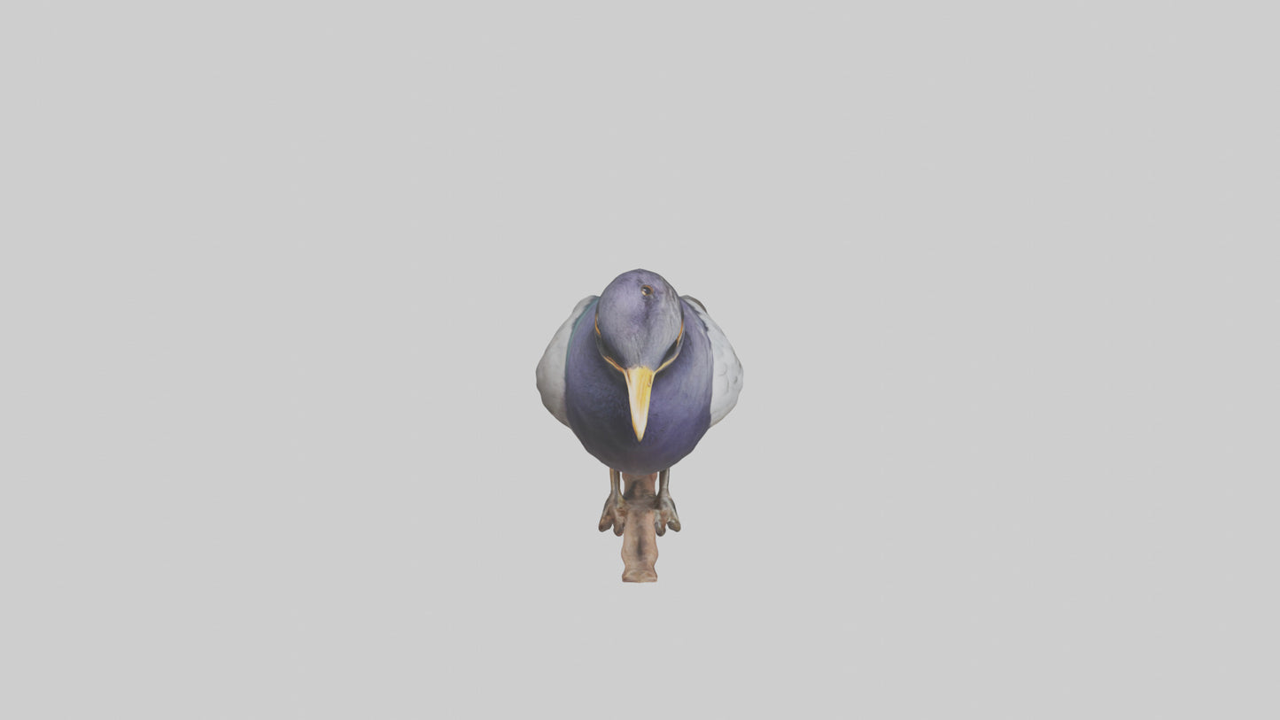3D model Indian Starling perched model VR / AR / low-poly