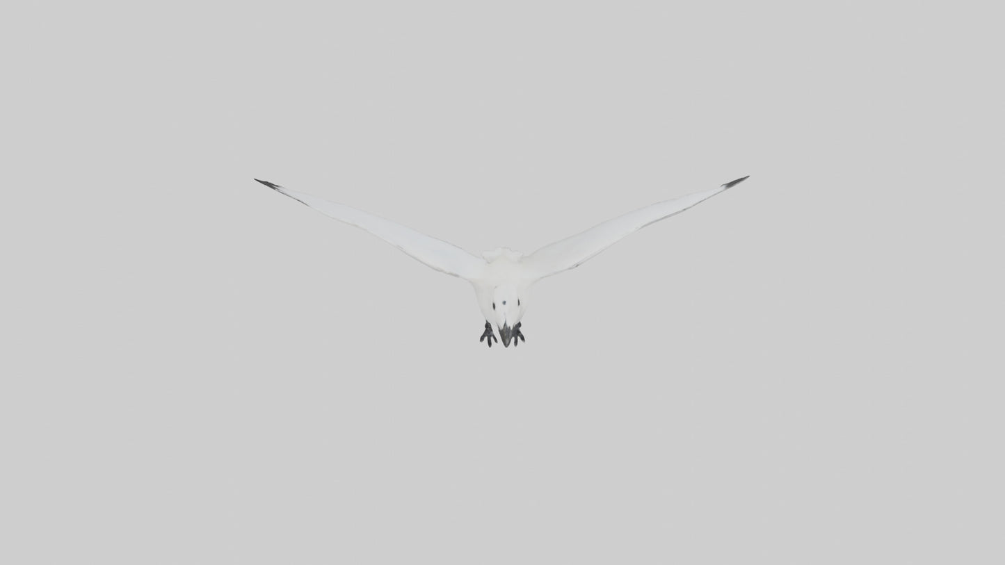 Ivory Gull flying model VR / AR / low-poly