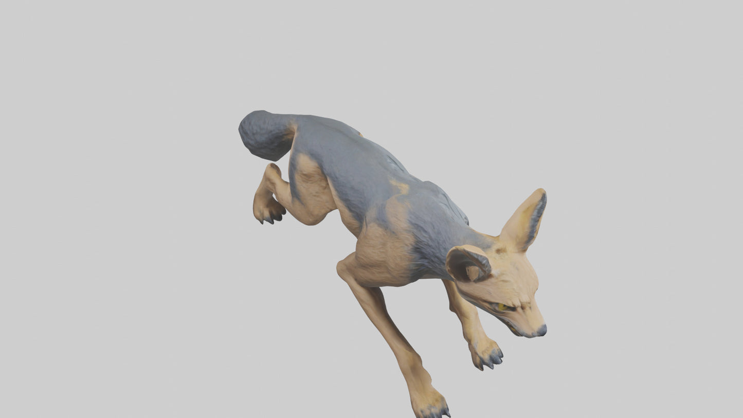 3D model Jackal prowling model VR / AR / low-poly
