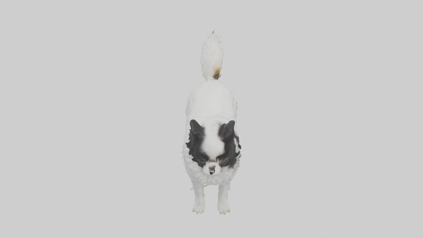 Japanese Chin standing model VR / AR / low-poly